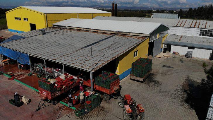 Bursa'dan Hollanda'ya "Kulaca biber salçası" sevkiyatı kasımda başlayacak G4