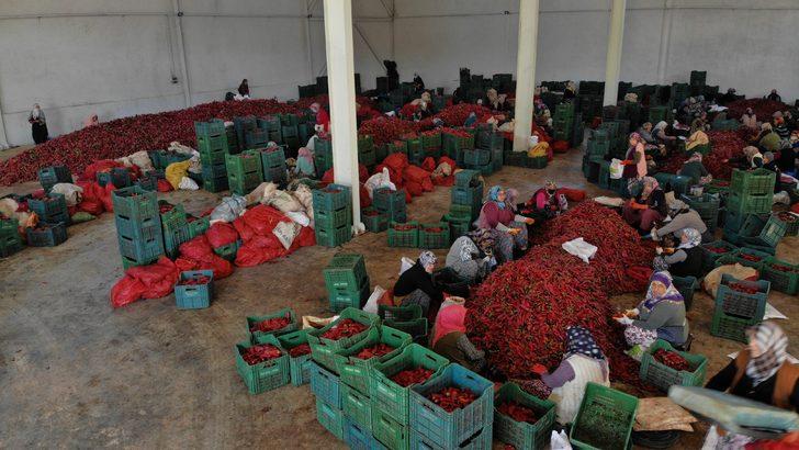 Bursa'dan Hollanda'ya "Kulaca biber salçası" sevkiyatı kasımda başlayacak G5