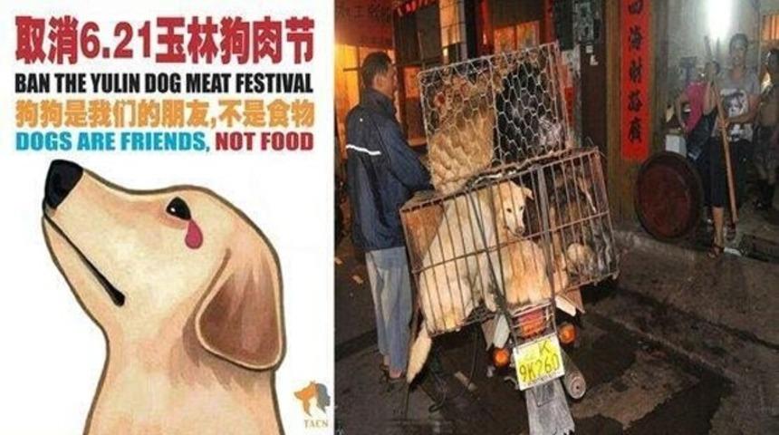Köpek Yeme Festivali'nde 40 bin köpek öldürüldü