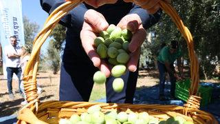 Antalya 1. Uluslararası Food Fest Gastronomi Festivali'nde zeytin hasadı yapıldı
