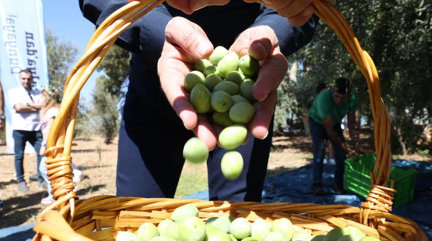 Antalya 1. Uluslararası Food Fest Gastronomi Festivali'nde zeytin hasadı yapıldı