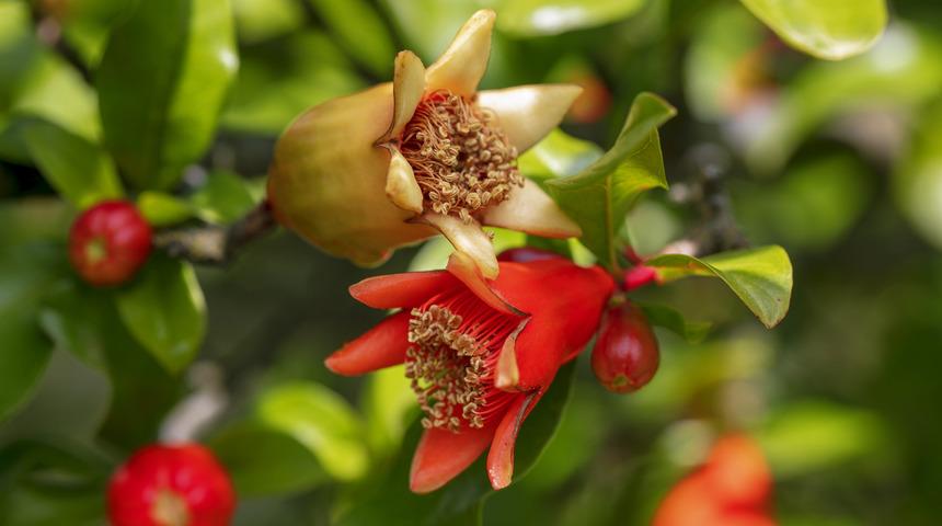 Cinselliği arşa çıkaran meyve! En iyi seksin sırrı her yerde satılıyor 