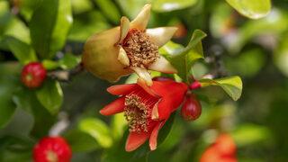 Cinselliği arşa çıkaran meyve! En iyi seksin sırrı her yerde satılıyor 