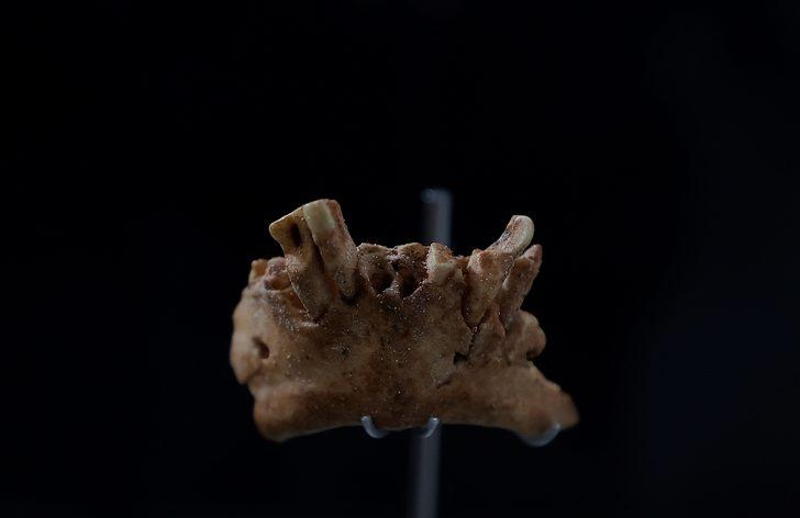 Tüm doğruları yıktı geçti! 1.4 milyon yıl yaşında insan fosili bulundu G5