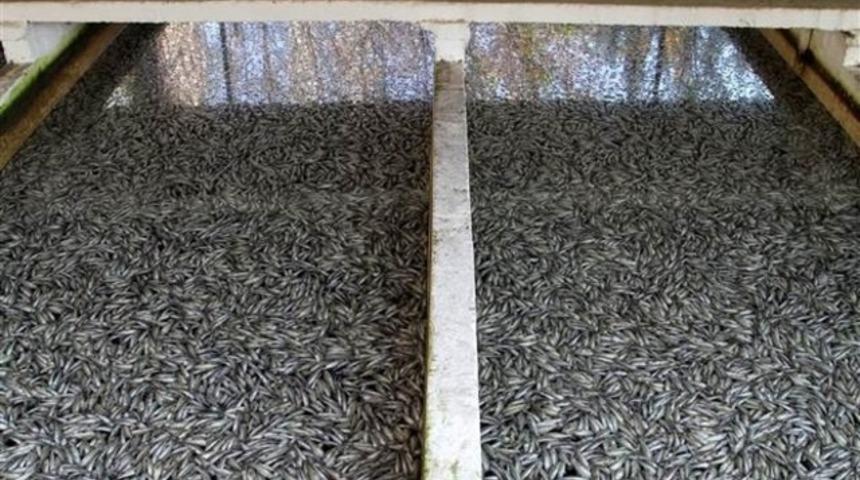 10 milyon kadar alabalık telef oldu