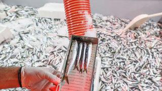 İzmir açıklarında avlanan balıkçı tekneleri denetlendi