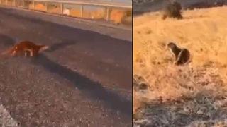 Batman’da su samuru görüldü! Nesli tükenme tehlikesiyle karşı karşıya