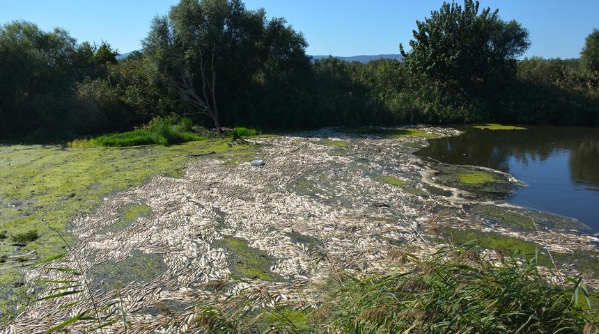 Dehşete düşüren görüntü! Bakırçay'da binlerce ölü balık kıyıya vurdu