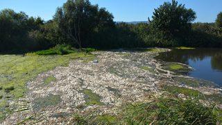 Dehşete düşüren görüntü! Bakırçay'da binlerce ölü balık kıyıya vurdu