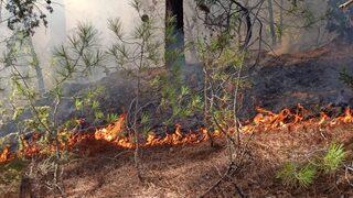GÜNCELLEME - Adana'da çıkan orman yangını kontrol altına alındı