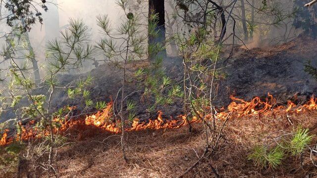 GÜNCELLEME - Adana'da çıkan orman yangını kontrol altına alındı