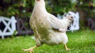 Herkesi şaşkına çevirdi! Belçika’da bir tavuk, aniden horoza dönüştü