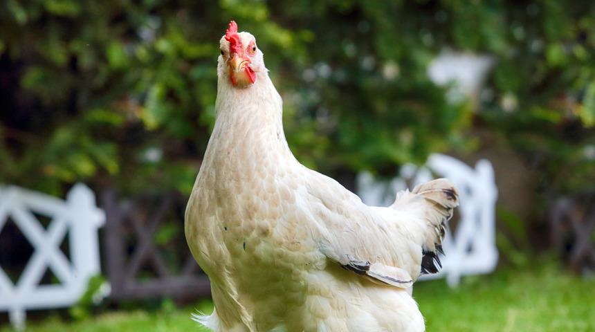 Herkesi şaşkına çevirdi! Belçika’da bir tavuk, aniden horoza dönüştü