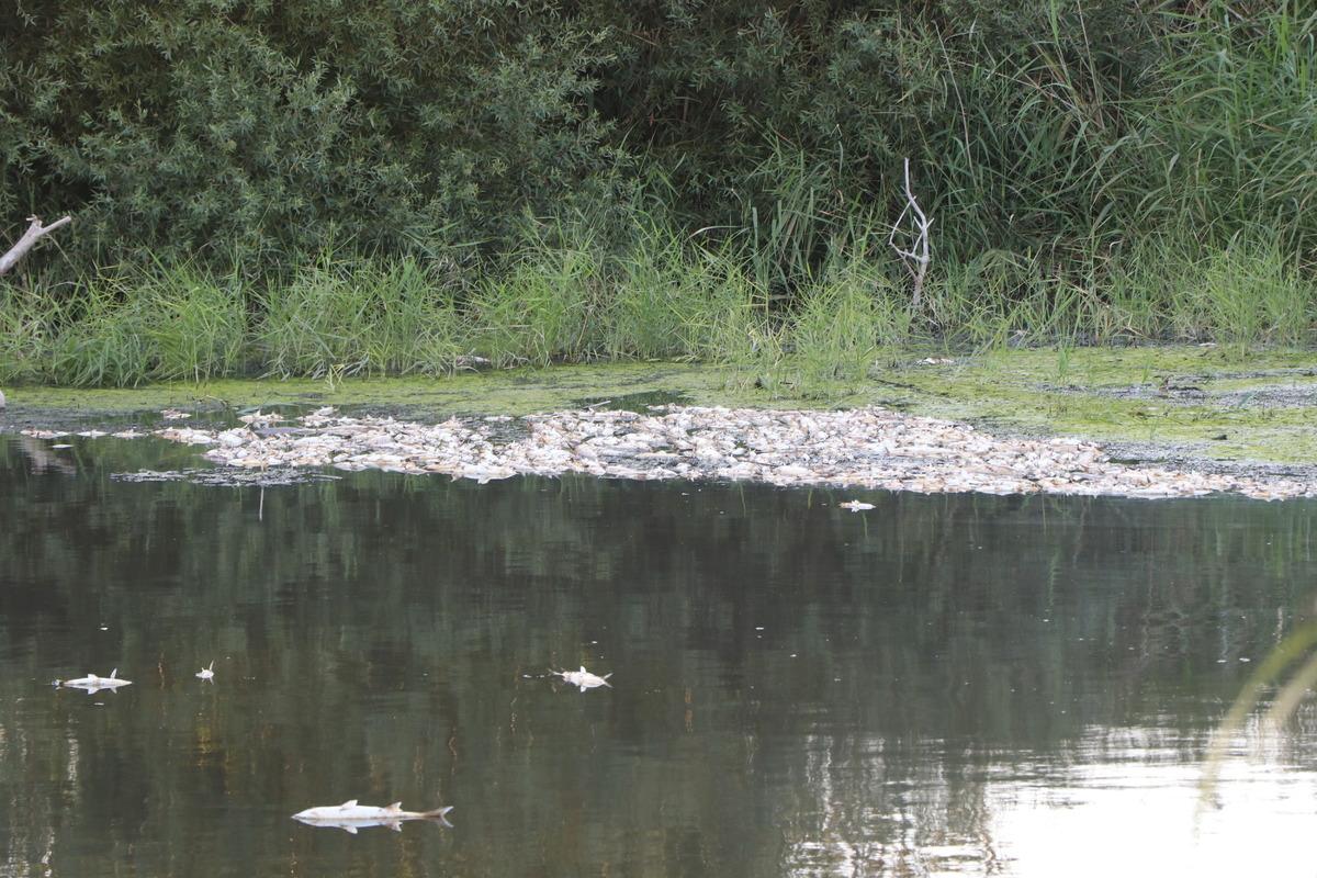 İzmir'de balık &ouml;l&uuml;mleriyle ilgili inceleme başlatıldı