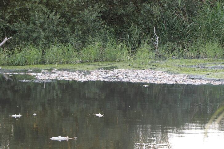 İzmir'de balık ölümleriyle ilgili inceleme başlatıldı G1