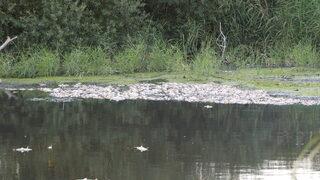 İzmir'de balık ölümleriyle ilgili inceleme başlatıldı