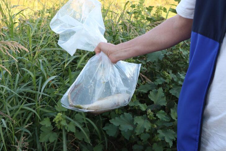 İzmir'de balık ölümleriyle ilgili inceleme başlatıldı G2