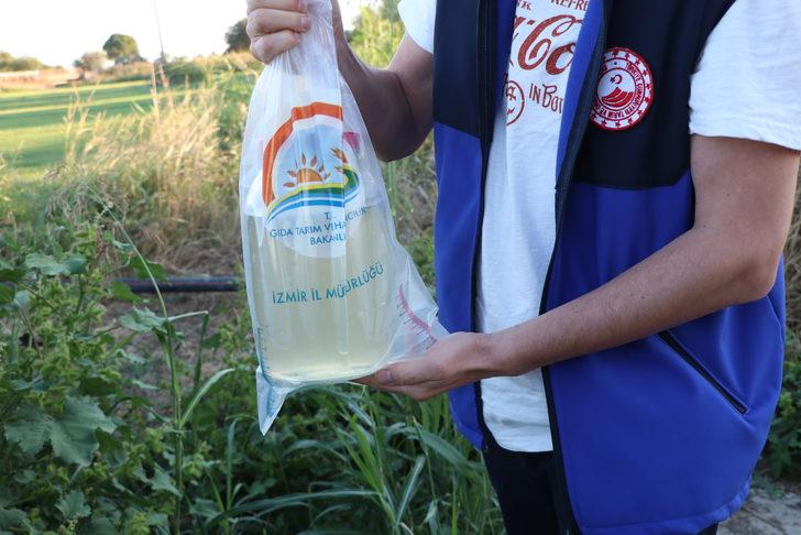 İzmir'de balık ölümleriyle ilgili inceleme başlatıldı G3