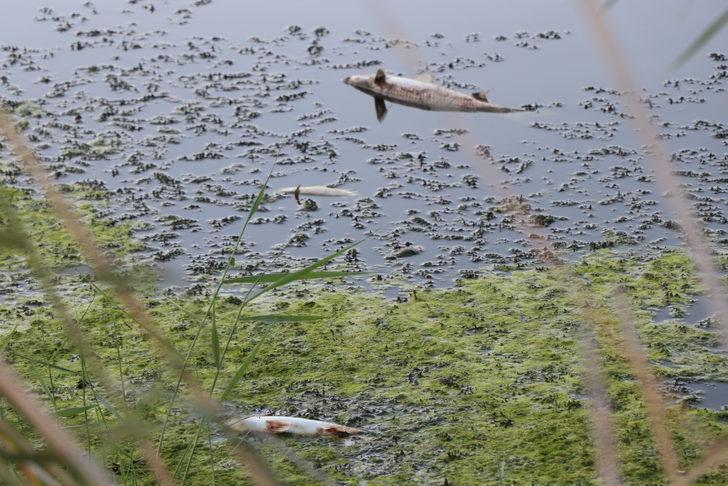 İzmir'de balık ölümleriyle ilgili inceleme başlatıldı G4