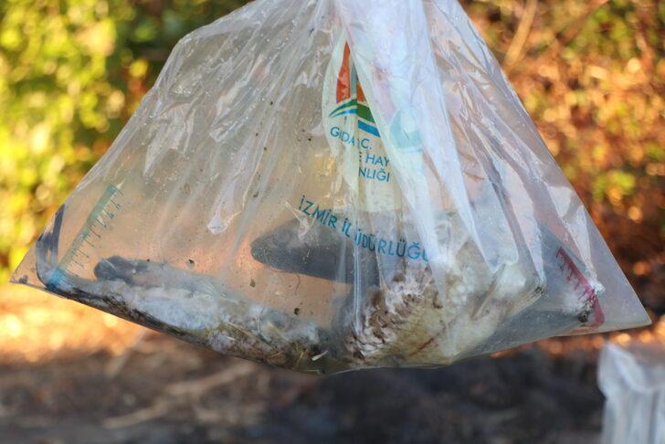 İzmir'de balık ölümleriyle ilgili inceleme başlatıldı G5