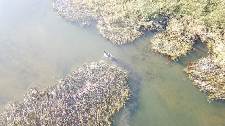 Konya'da jokeyini üstünden atan at saatler sonra göldeki sazlıklarda bulundu G2