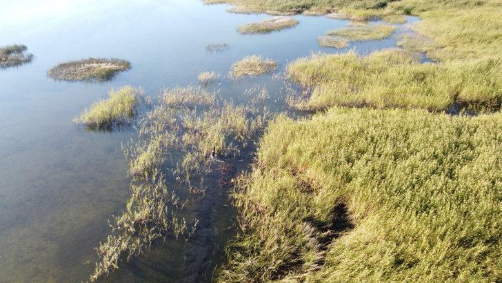 Konya'da jokeyini üstünden atan at saatler sonra göldeki sazlıklarda bulundu G4