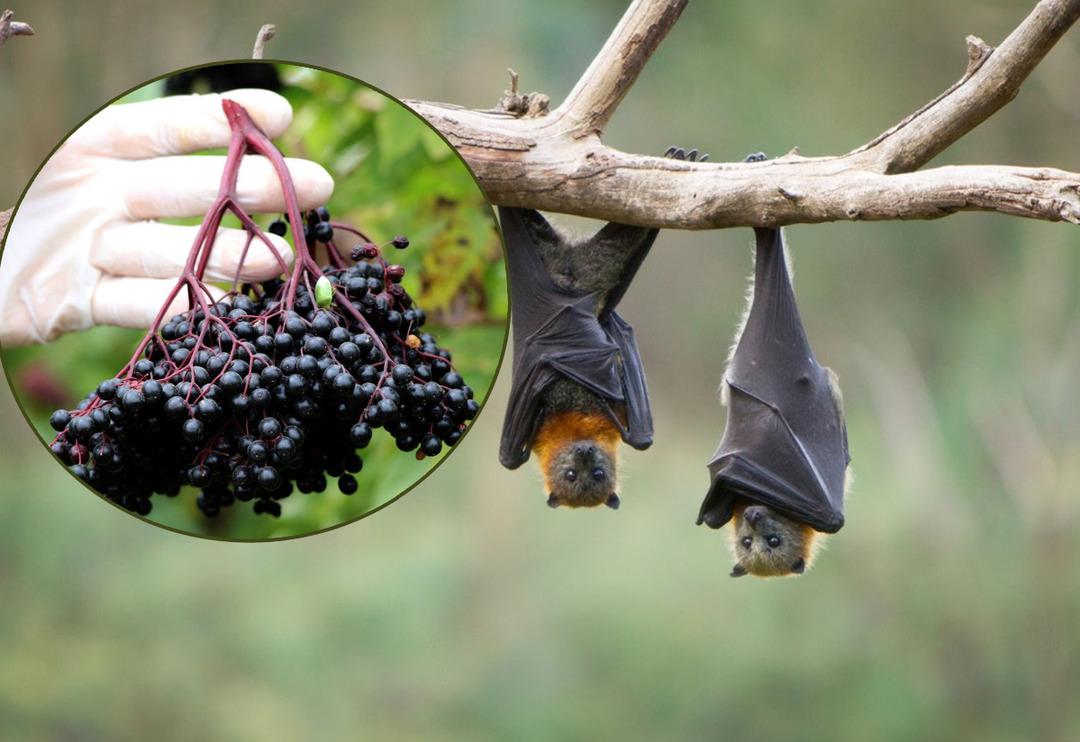 Bu meyve yarasa g&uuml;bresi ile yetişiyor! Fiyatı ise dudak u&ccedil;uklattı
