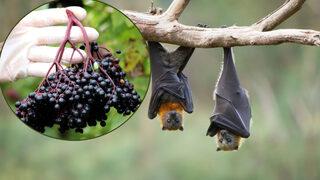 Bu meyve yarasa gübresi ile yetişiyor! Fiyatı ise dudak uçuklattı