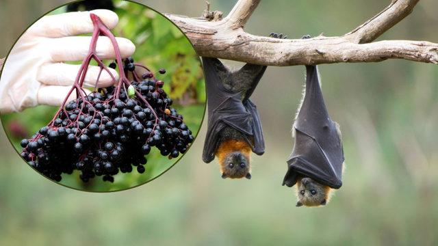 Bu meyve yarasa gübresi ile yetişiyor! Fiyatı ise dudak uçuklattı