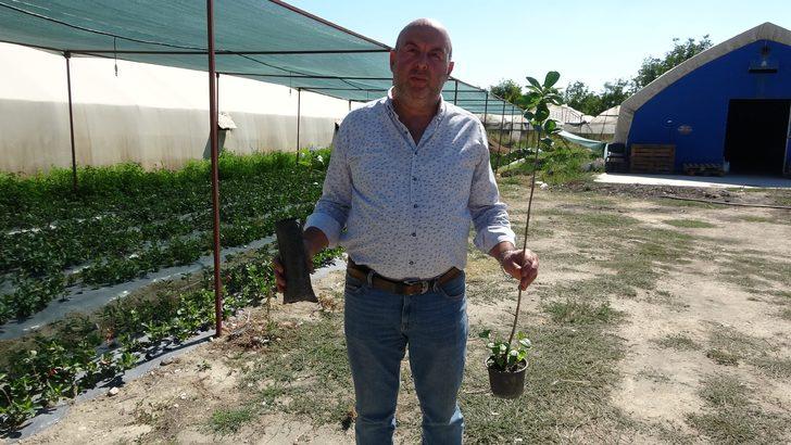 Bu meyve yarasa gübresi ile yetişiyor! Fiyatı ise dudak uçuklattı G1