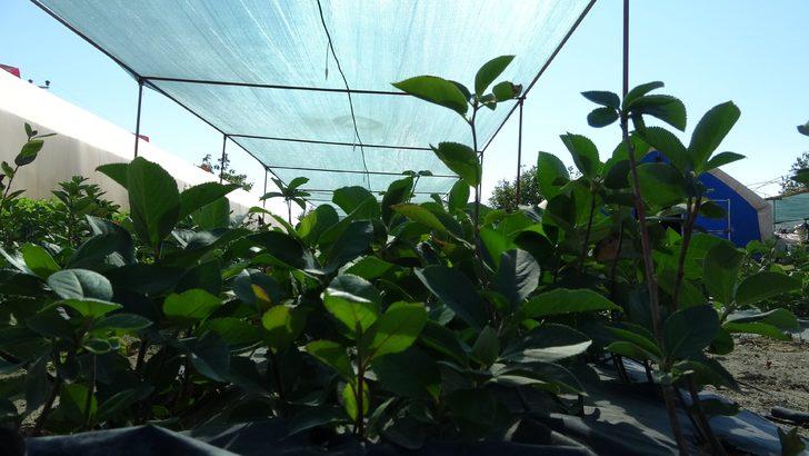 Bu meyve yarasa gübresi ile yetişiyor! Fiyatı ise dudak uçuklattı G2