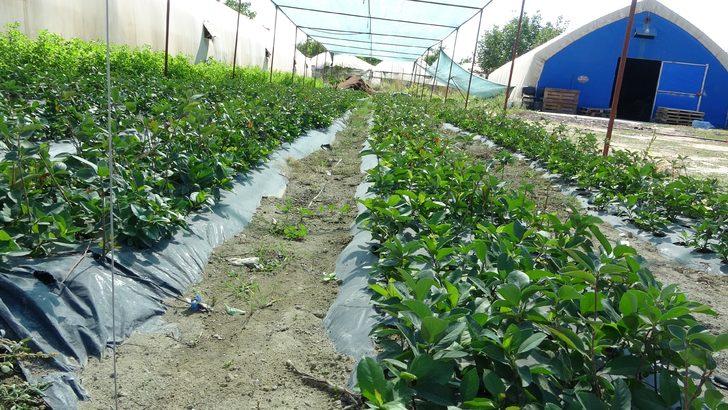 Bu meyve yarasa gübresi ile yetişiyor! Fiyatı ise dudak uçuklattı G3