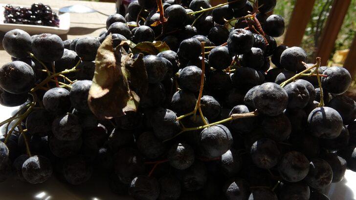 Bu meyve yarasa gübresi ile yetişiyor! Fiyatı ise dudak uçuklattı G4