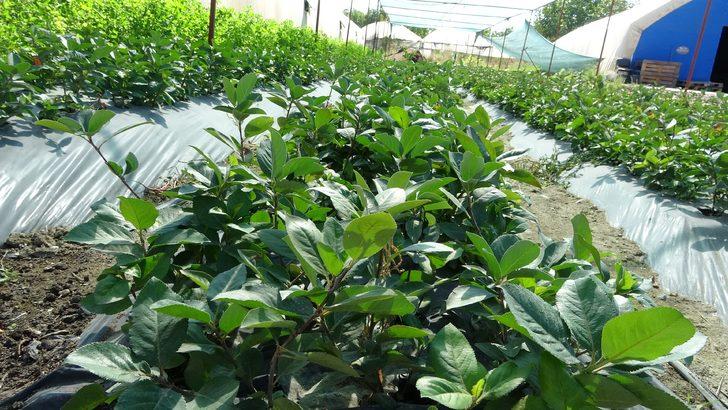 Bu meyve yarasa gübresi ile yetişiyor! Fiyatı ise dudak uçuklattı G5