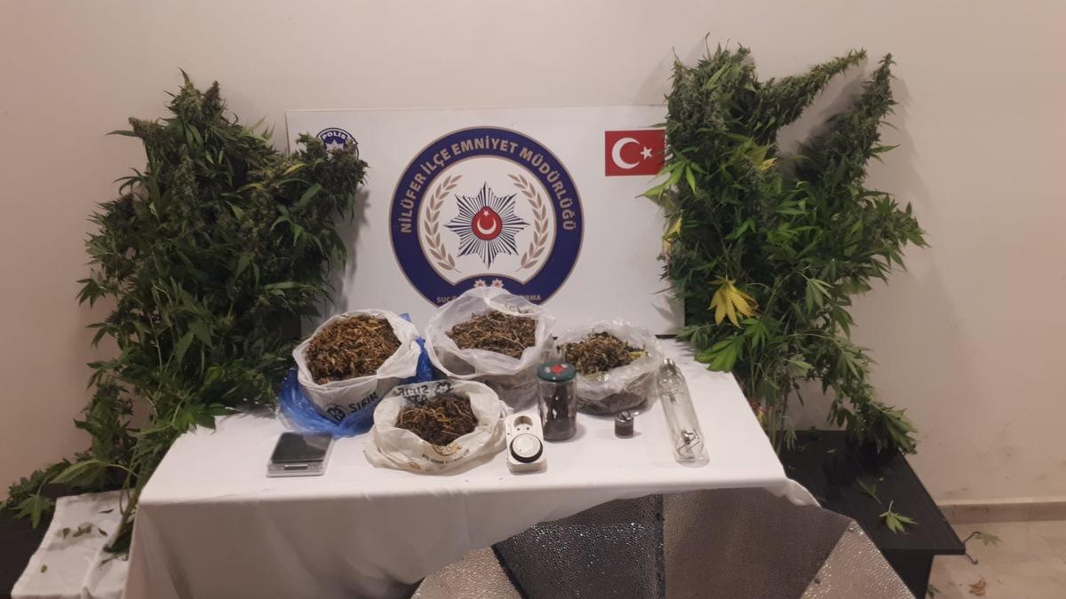 Bursa'da evinde kenevir yetiştiren zanlı tutuklandı