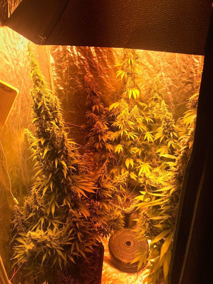 Bursa'da evinde kenevir yetiştiren zanlı tutuklandı G2