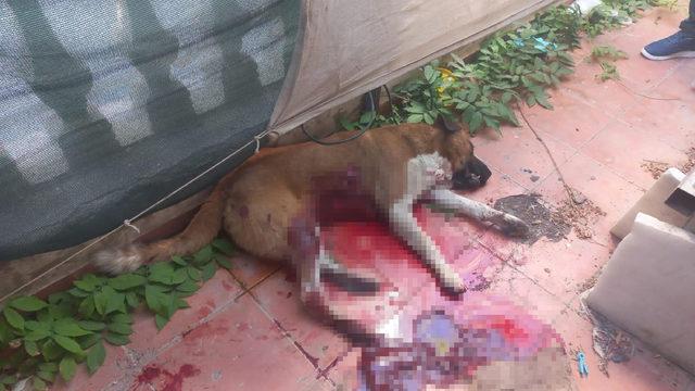 Kan donduran vahşet... Sokak köpeğini bıçaklayarak öldürdü! O anlar kamerada
