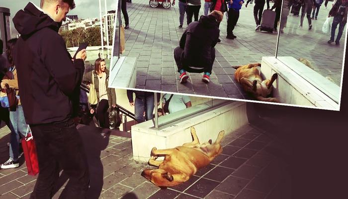 Taksim’de ayakları havada uyuyan köpeğe turistlerden yoğun ilgi