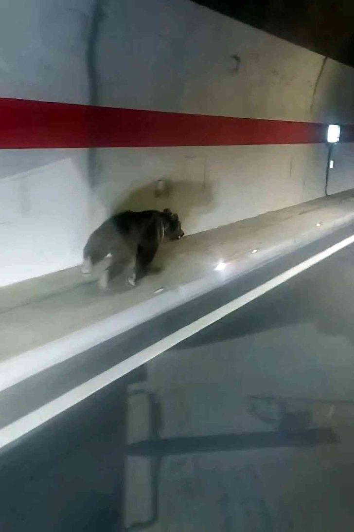 Görüntüler Gümüşhane'den! Kestirme yolu fark edince... Tünelin içindeki ayı sosyal medyanın dilinde G3