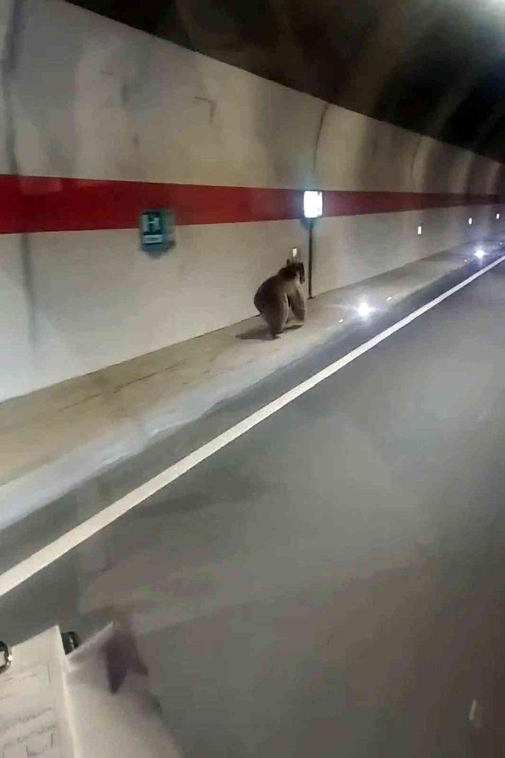 Görüntüler Gümüşhane'den! Kestirme yolu fark edince... Tünelin içindeki ayı sosyal medyanın dilinde G1