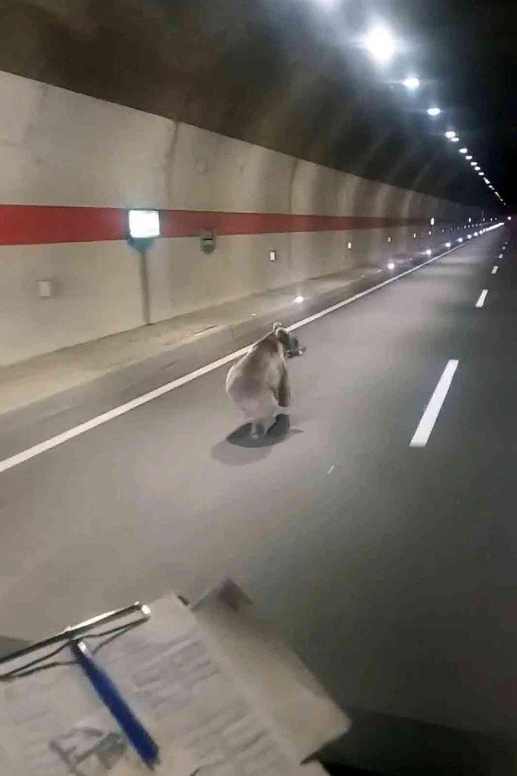 Görüntüler Gümüşhane'den! Kestirme yolu fark edince... Tünelin içindeki ayı sosyal medyanın dilinde G4