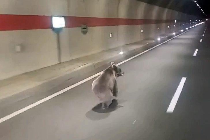 Görüntüler Gümüşhane'den! Kestirme yolu fark edince... Tünelin içindeki ayı sosyal medyanın dilinde G2