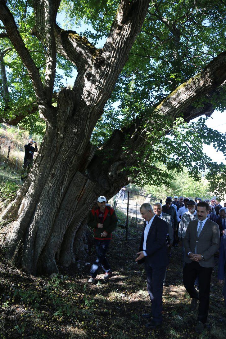 Artvin'de 1100 yıllık armut ağacında meyve hasadı yapıldı G2