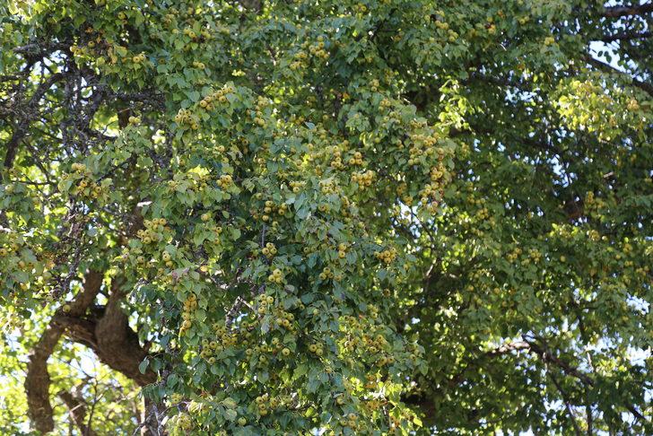 Artvin'de 1100 yıllık armut ağacında meyve hasadı yapıldı G3