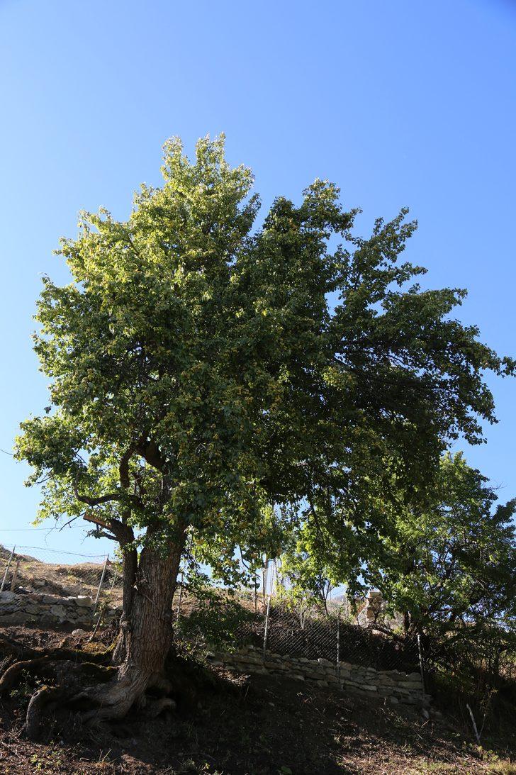 Artvin'de 1100 yıllık armut ağacında meyve hasadı yapıldı G4