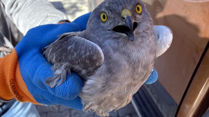 Ardahan'da yaralı bulunan Çayır Delicesi kuşu tedavi altına alındı