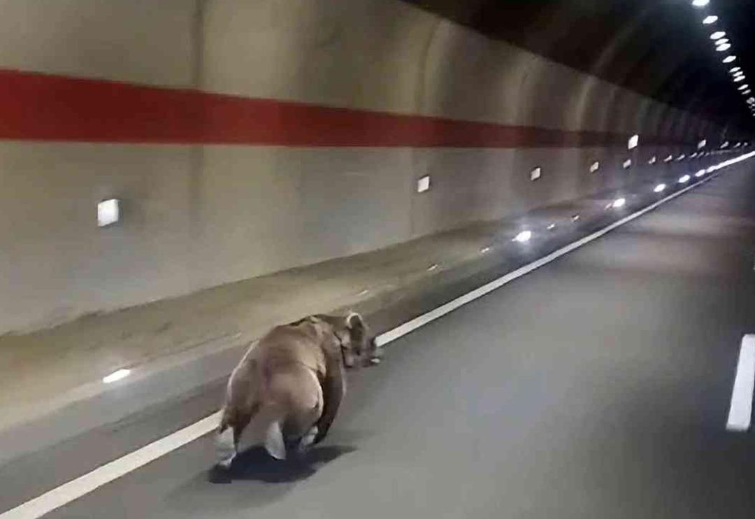 G&ouml;r&uuml;nt&uuml;ler G&uuml;m&uuml;şhane'den! Kestirme yolu fark edince... T&uuml;nelin i&ccedil;indeki ayı sosyal medyanın dilinde