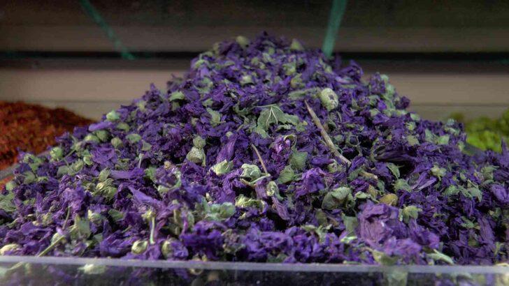 Öksürüğü keser, hastalıkları bitirir... Çay gibi için anında faydasını görün G2