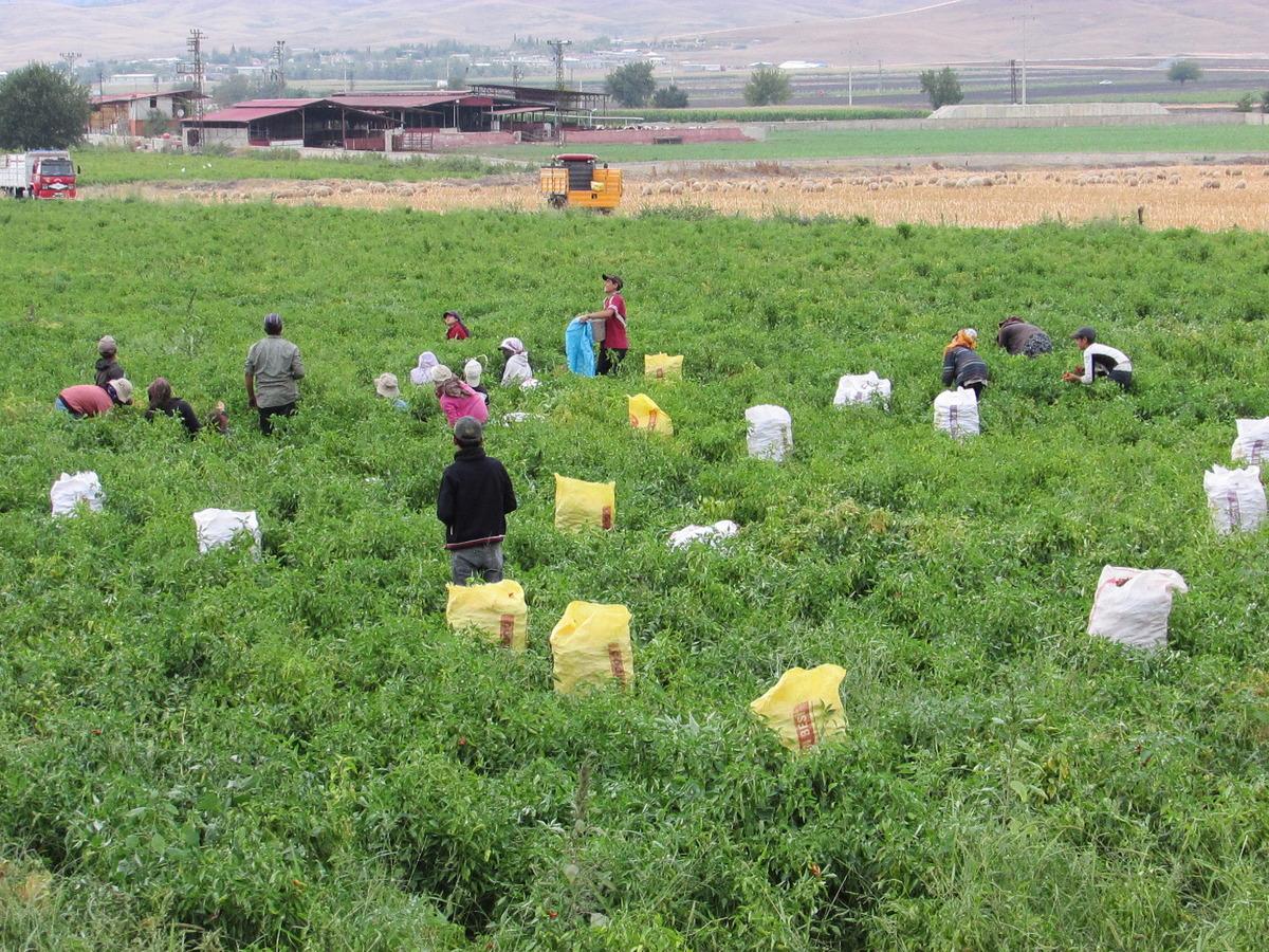 Nurdağı'nda kırmızı biber hasadı s&uuml;r&uuml;yor