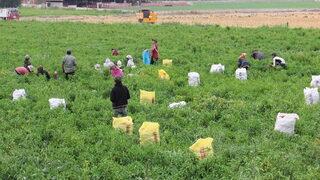 Nurdağı'nda kırmızı biber hasadı sürüyor